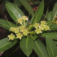 Xanthostemon verticillatus (C.T.White & W.D.Francis) L.S.Sm.